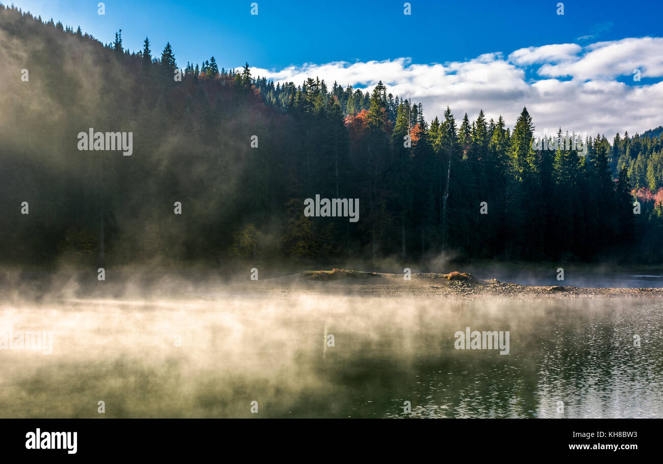 boiling water of lake in spruce forest. beautiful nature background in ...