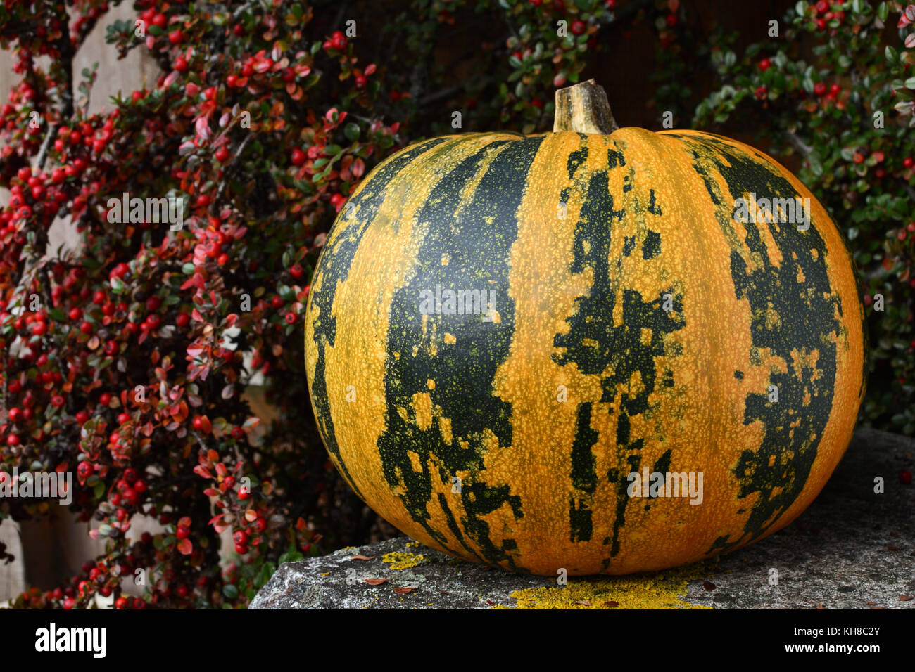 Large pumpkin with bold green and yellow stripes, surrounded by autumn cotoneaster berries Stock Photo