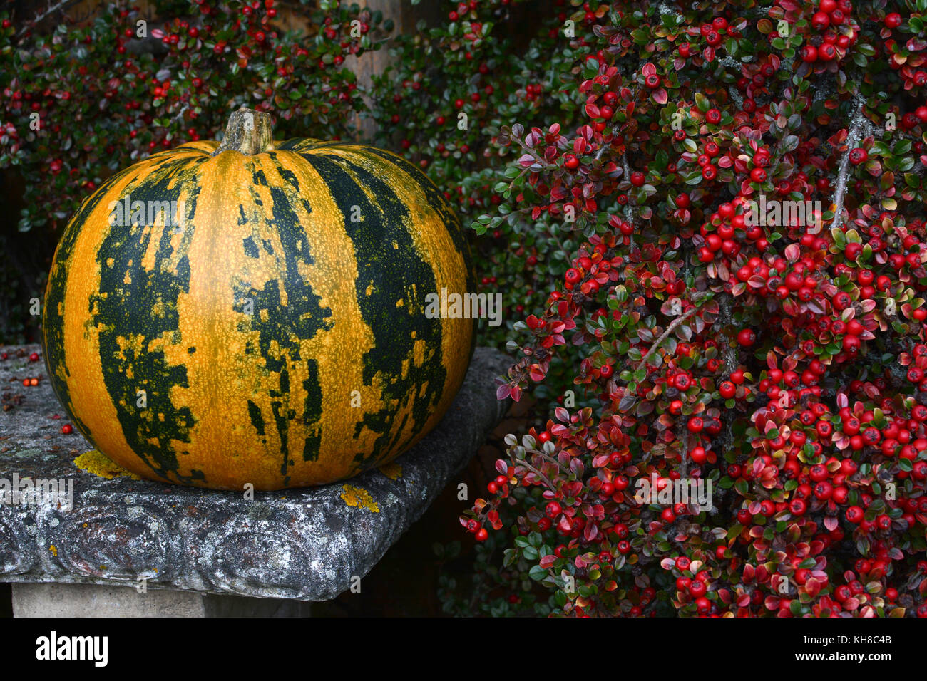 Green and orange striped pumpkin on stone bench next to bright red cotoneaster berries in autumn Stock Photo