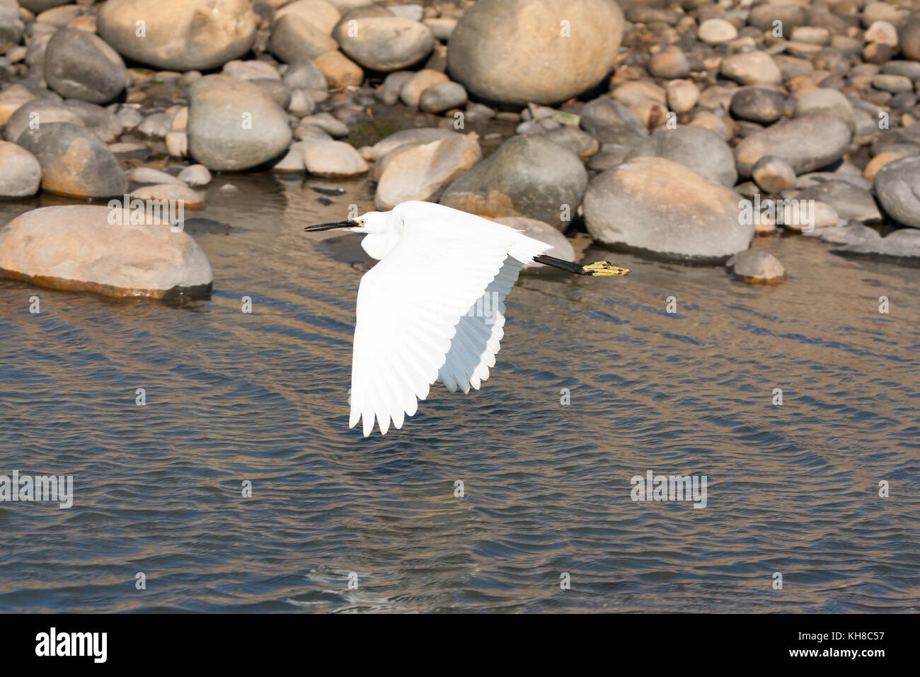 Little Egret Egretta Garzetta Bird In Flight In Gaomei Wetlands little-egret-egretta-garzetta-bird-in-flight-in-gaomei-wetlands