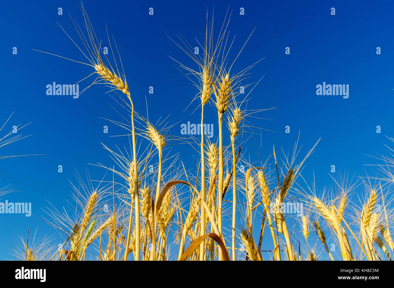 gold ears of wheat under deep blue sky Stock Photo - Alamy