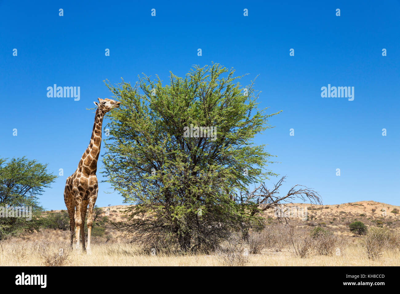 Southern Giraffe (Giraffa giraffa), aged male, feeding on a grey camelthorn tree (Acacia haematoxylon), Kalahari Desert Stock Photo