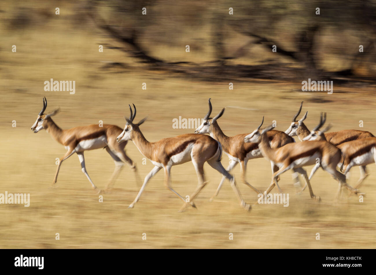 Springboks (Antidorcas marsupialis), herd running in the dry Auob riverbed, Kalahari Desert, Kgalagadi Transfrontier Park Stock Photo