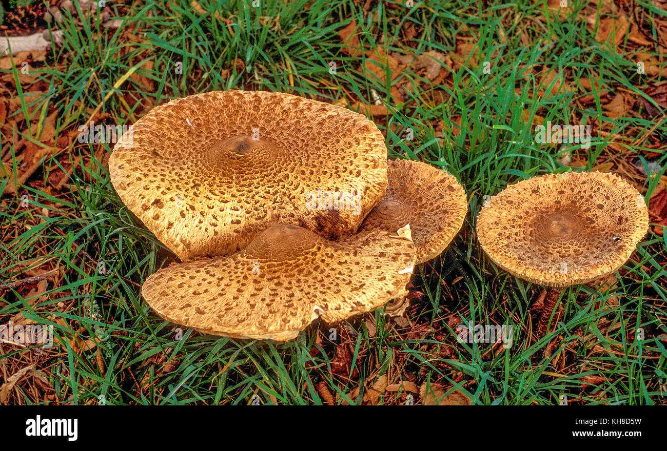 France, Landes, parasol mushrooms Stock Photo