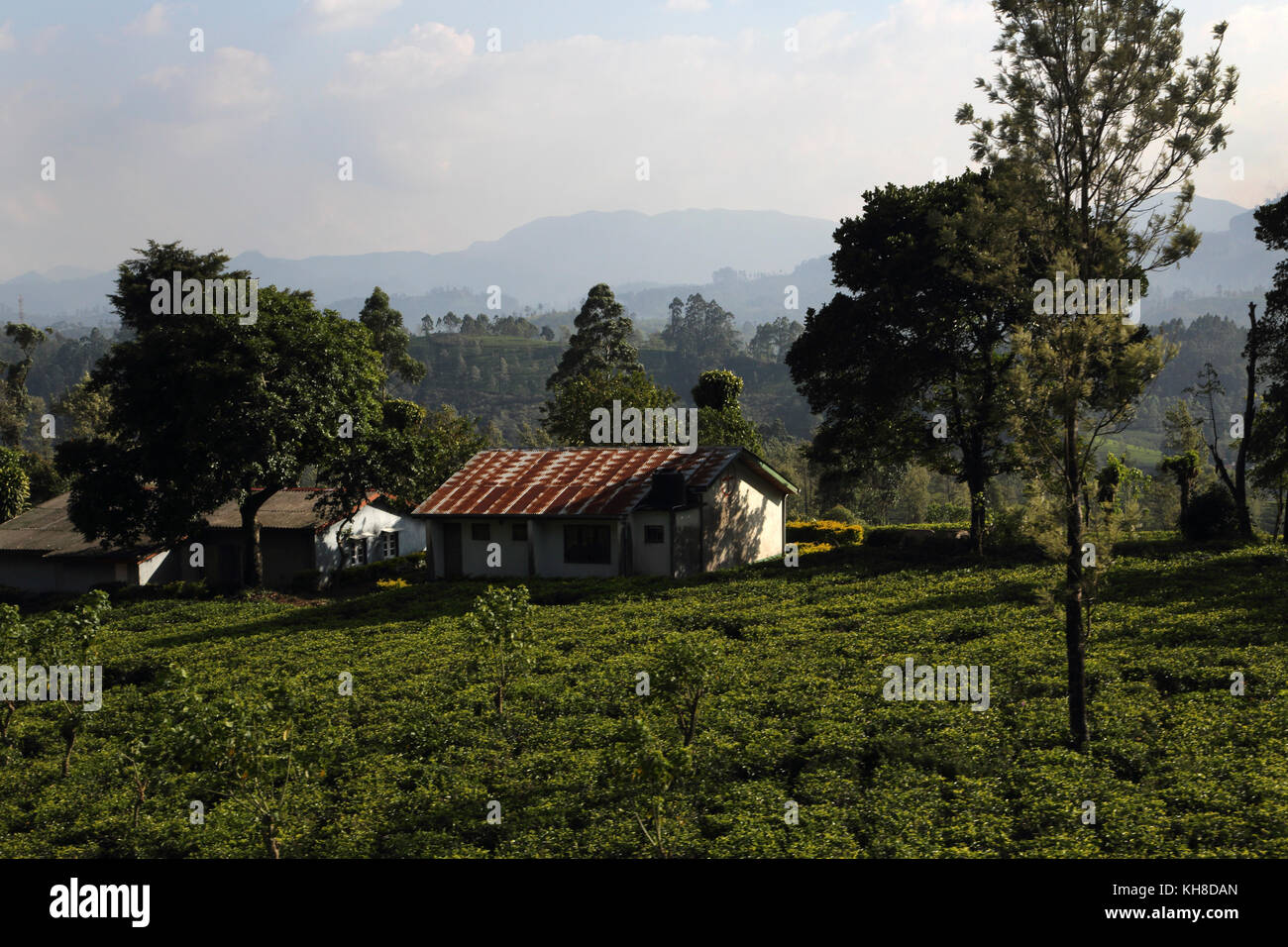 Hill Country Central Province Sri Lanka Tea Pickers Cottages at Tea Plantation Stock Photo