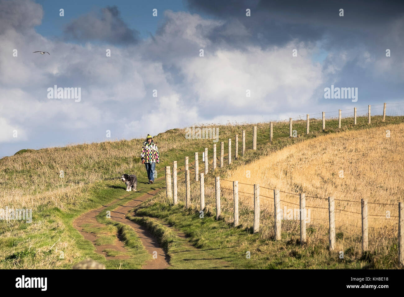 A man walker walking his dog on the South West Coast Path in Newquay Cornwall UK. Stock Photo