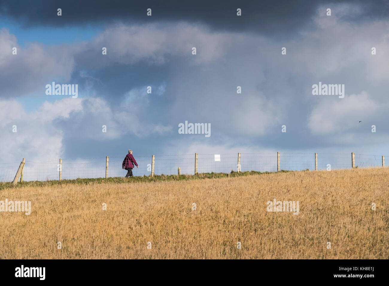 A woman female walking walker next to a fence on the South West Coast Path in Newquay Cornwall UK. Stock Photo