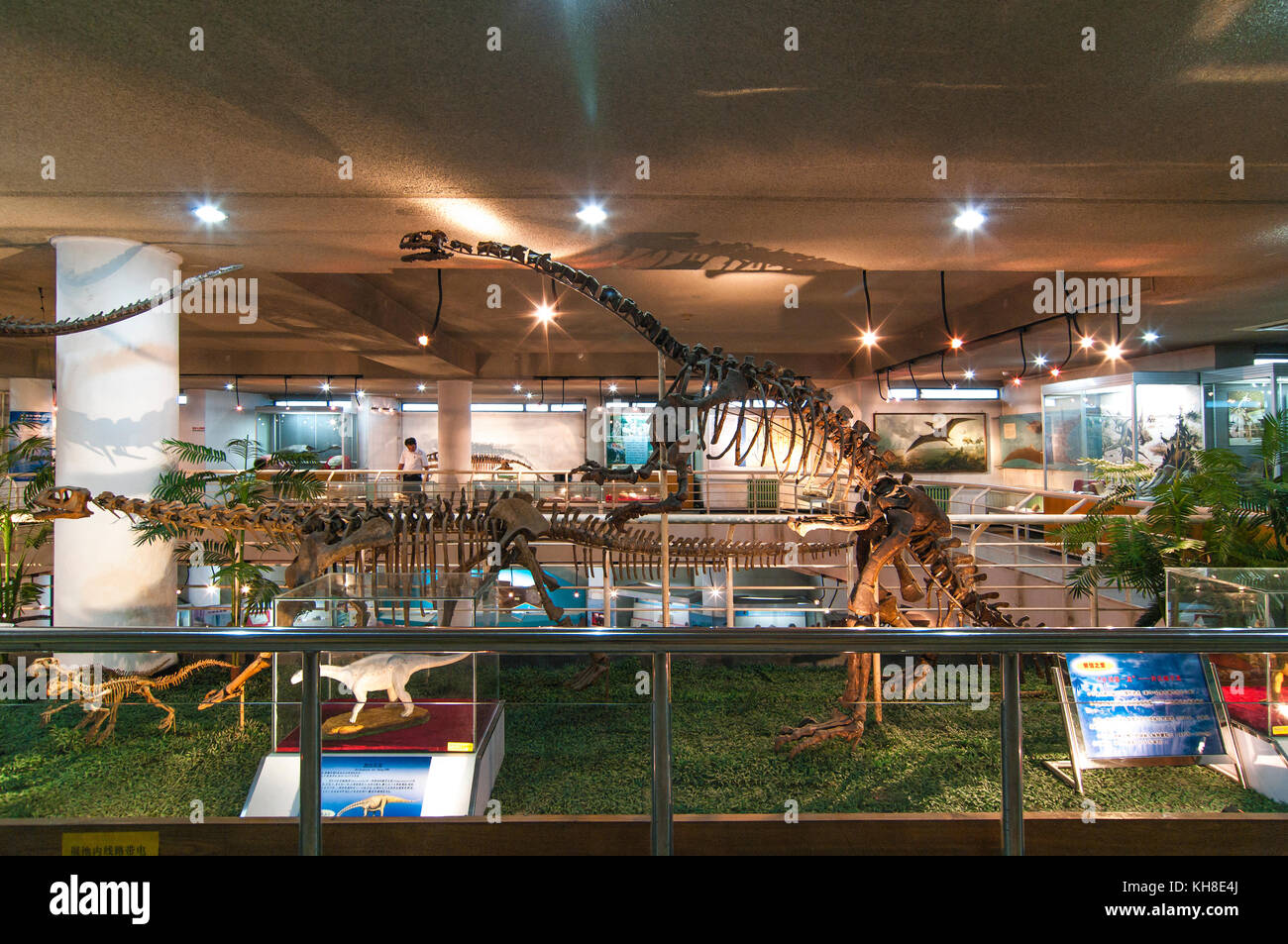 Paleozoological museum beijing hires stock photography and images Alamy