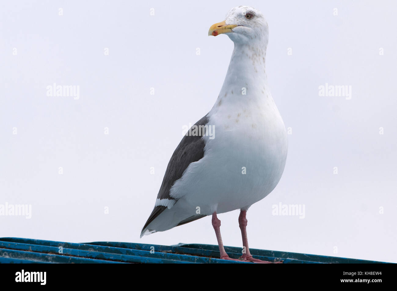 Slaty-backed Gull ( Larus schistisagus) , Japan  (IUCN red list) *** Local Caption ***  wildlife,wild bird,wild animal,winter,larus schistisagus Stock Photo