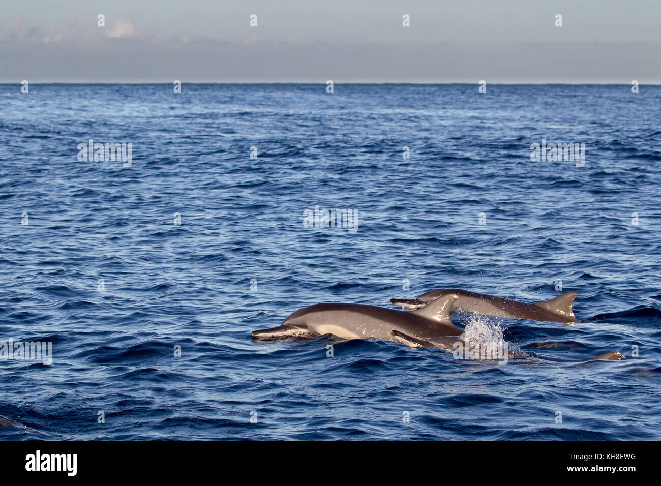 Spinner Dolphins (Stenella longirostris) swimming in the Indian Ocean at Mauritius, Africa. Stock Photo