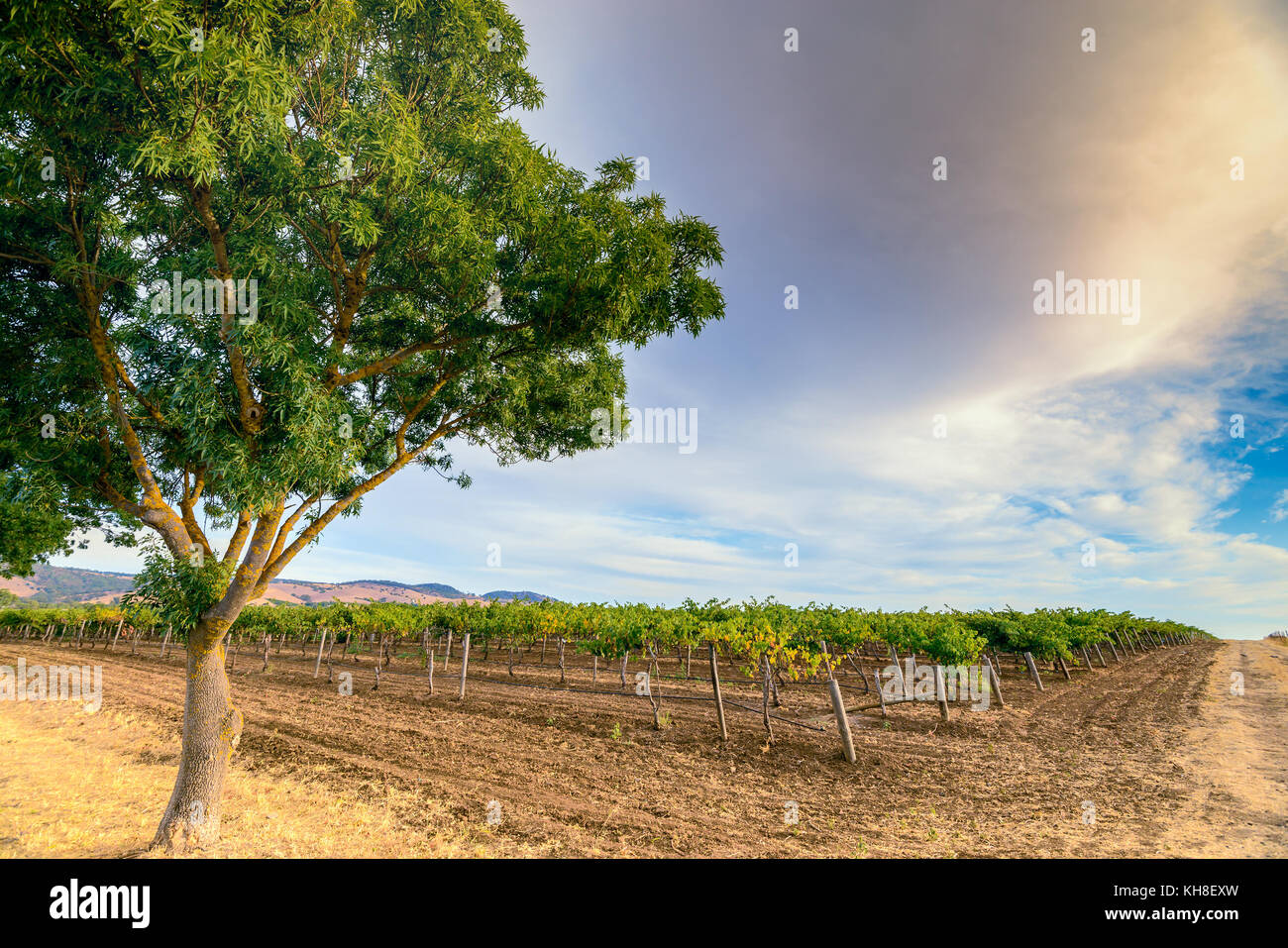 Grape vines with tree  in Barossa valley at sunset, South Australia Stock Photo