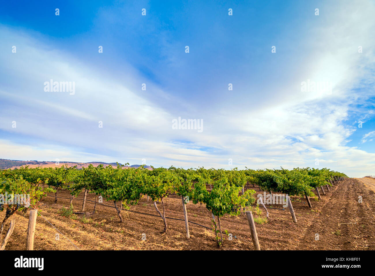 Grape vines with hay field in Barossa valley, South Australia Stock Photo