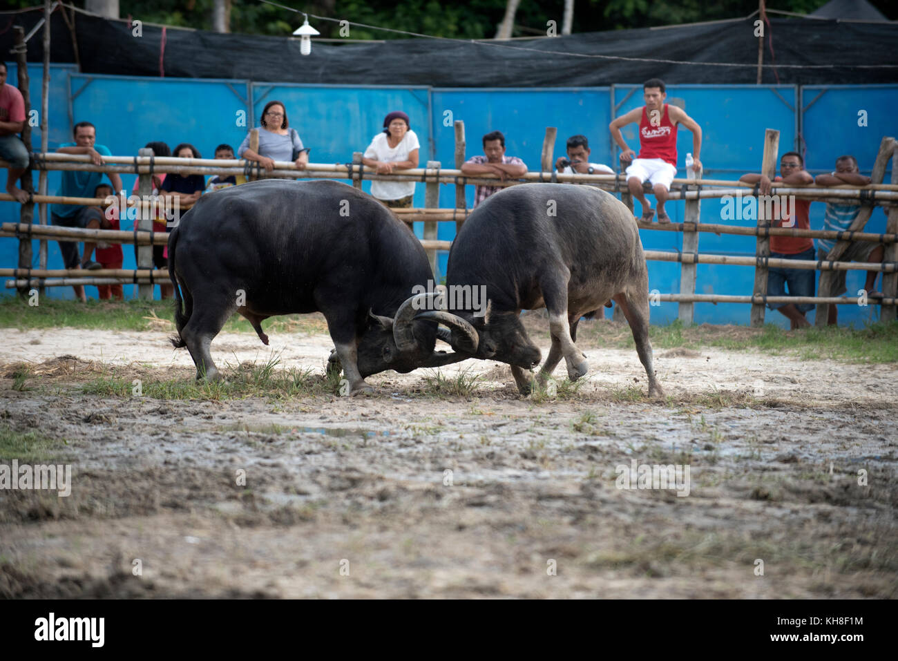 Thailand, fighting Buffalo (Bubalus bubalis), Fighting *** Local Caption ***  mammal,domestic animal,water buffalo,bull,bubalus bubalis,fight,fighting Stock Photo