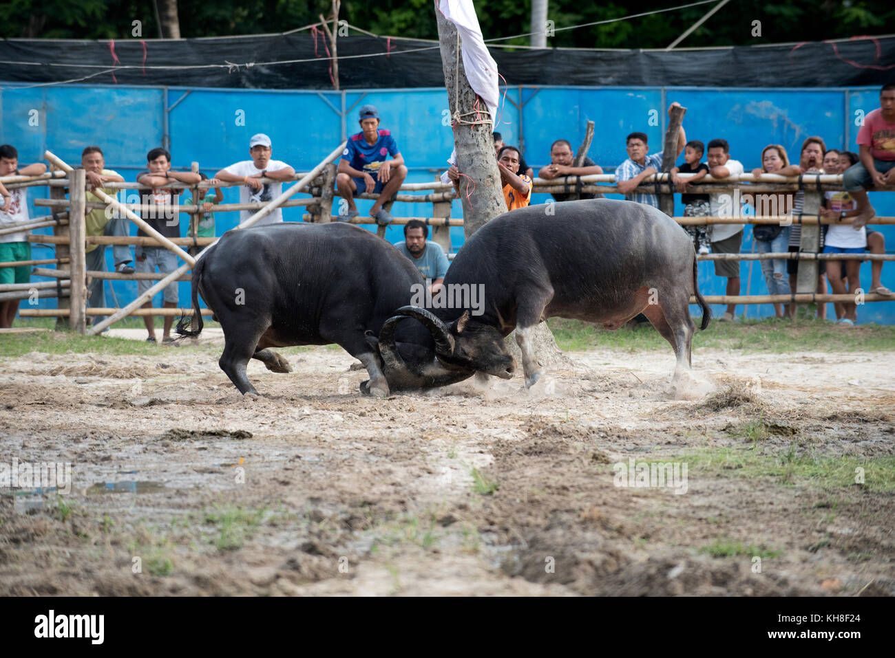 Thailand, fighting Buffalo (Bubalus bubalis), Fighting *** Local Caption ***  mammal,domestic animal,water buffalo,bubalus bubalis,fight,koh samui Stock Photo