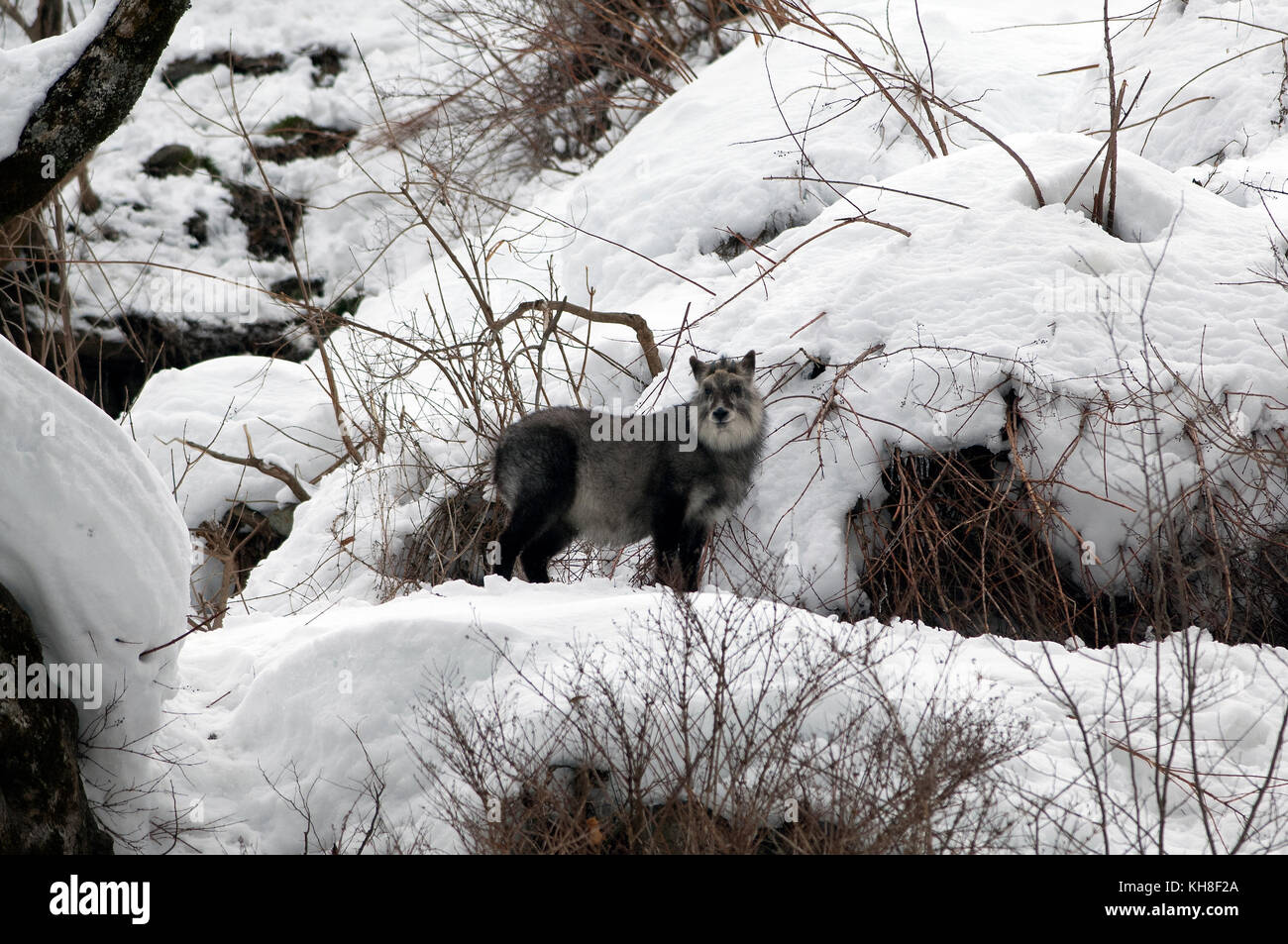 Japanese Serow in winter (Capricornis crispus), Japan *** Local Caption ***  wild animal,wildlife,winter,capricornis crispus,snow Stock Photo