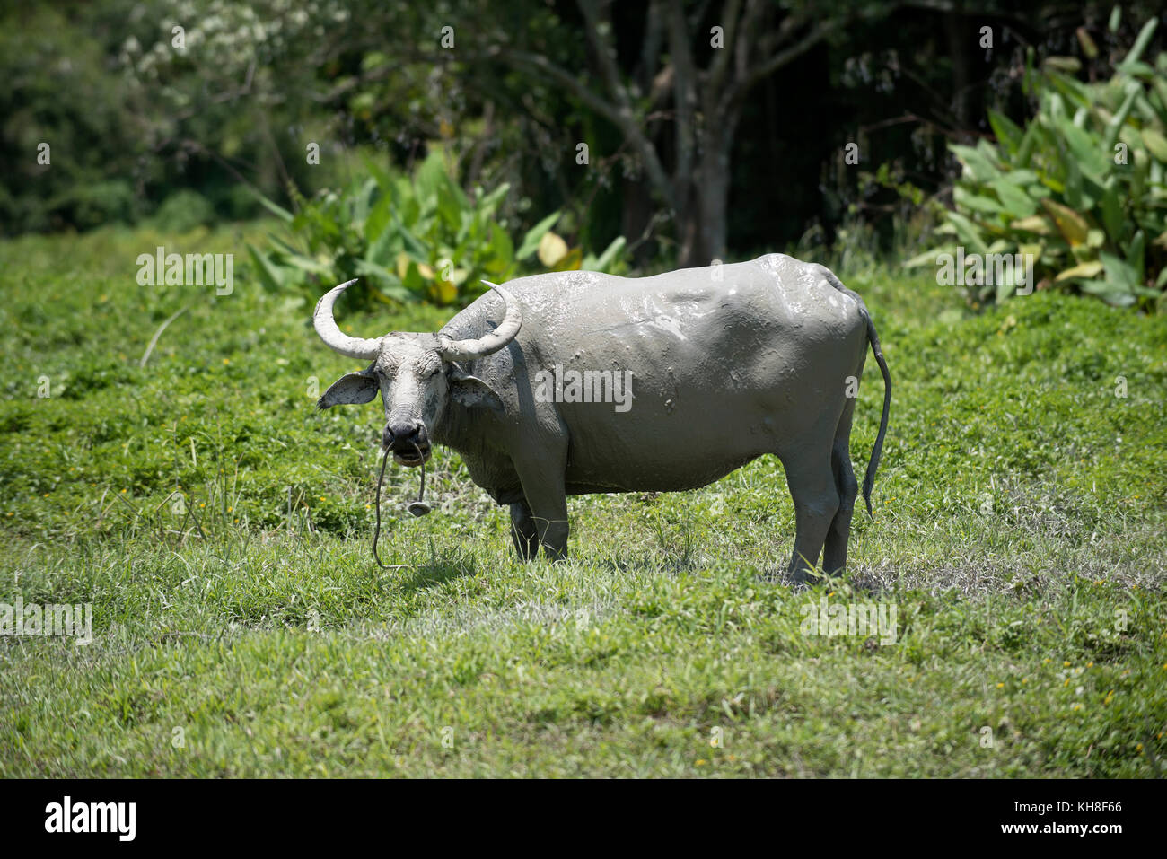 Water Buffalo (Bubalus bubalis), Thailand *** Local Caption ***  domestic animal,mammal,horns,bubalus bubalis Stock Photo