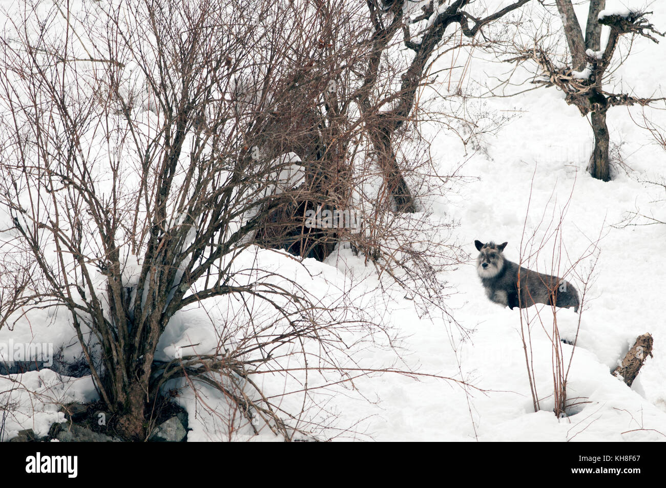 Japanese Serow in winter (Capricornis crispus), Japan *** Local Caption ***  wildlife,wild animal,winter,capricornis crispus,snow,mountain Stock Photo