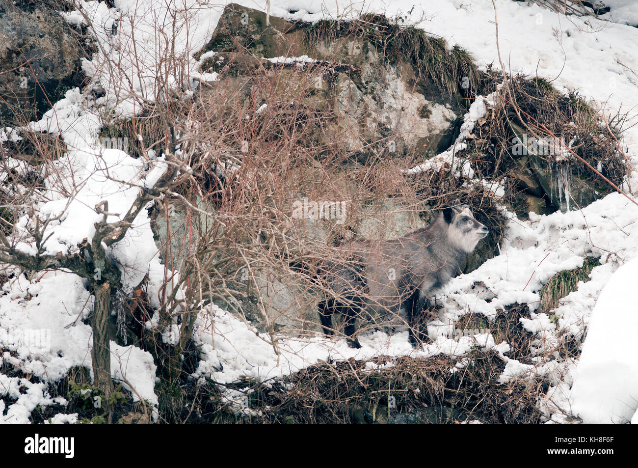 Japanese Serow in winter (Capricornis crispus), Japan *** Local Caption ***  wildlife,wild animal,winter,capricornis crispus,snow,mountain Stock Photo