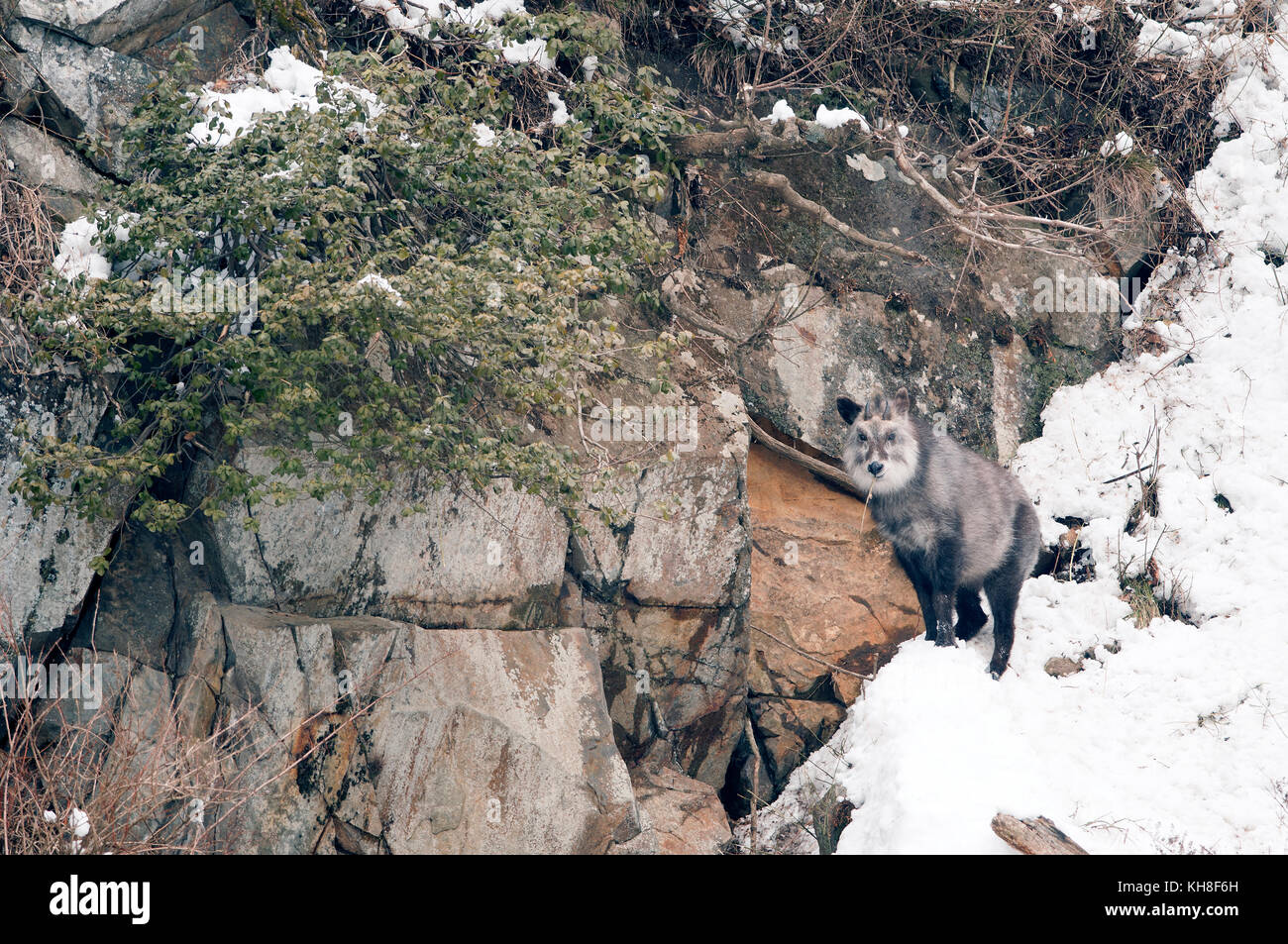 Japanese Serow in winter (Capricornis crispus), Japan *** Local Caption ***  wild animal,wildlife,winter,mammal,snow,capricornis crispus Stock Photo