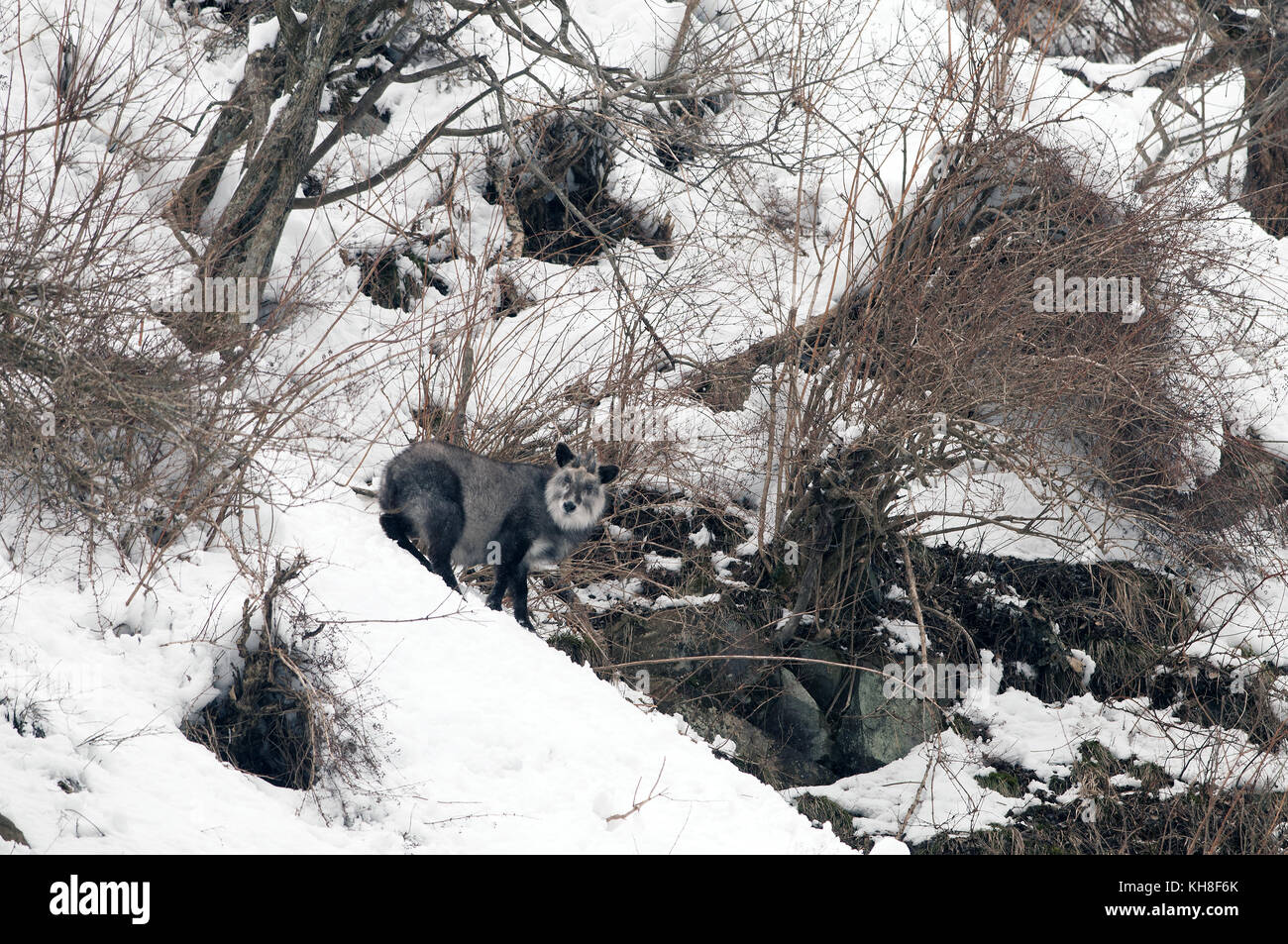 Japanese Serow in winter (Capricornis crispus), Japan *** Local Caption ***  wild animal,wildlife,winter,mammal,snow,capricornis crispus Stock Photo