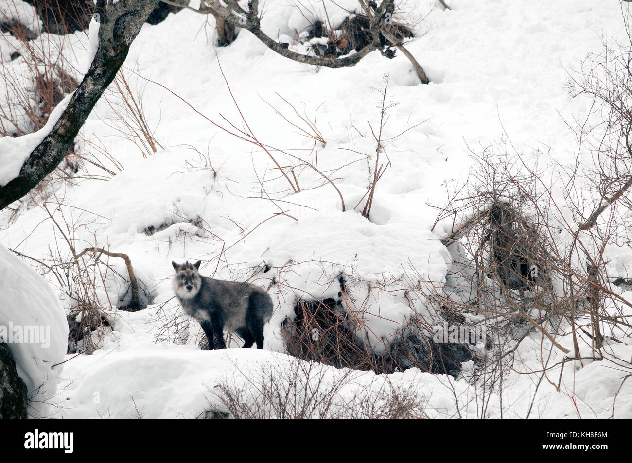 Japanese Serow (Capricornis crispus), Japan *** Local Caption ***  wild animal,wildlife,winter,snow,capricornis crispus Stock Photo