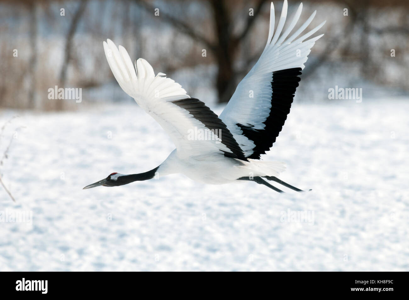 Japanese crane, Red-crowned crane (Grus japonensis), flying, Japan *** Local Caption ***  wildlife,bird,winter,Grus japonensis,snow,flight,take-off Stock Photo