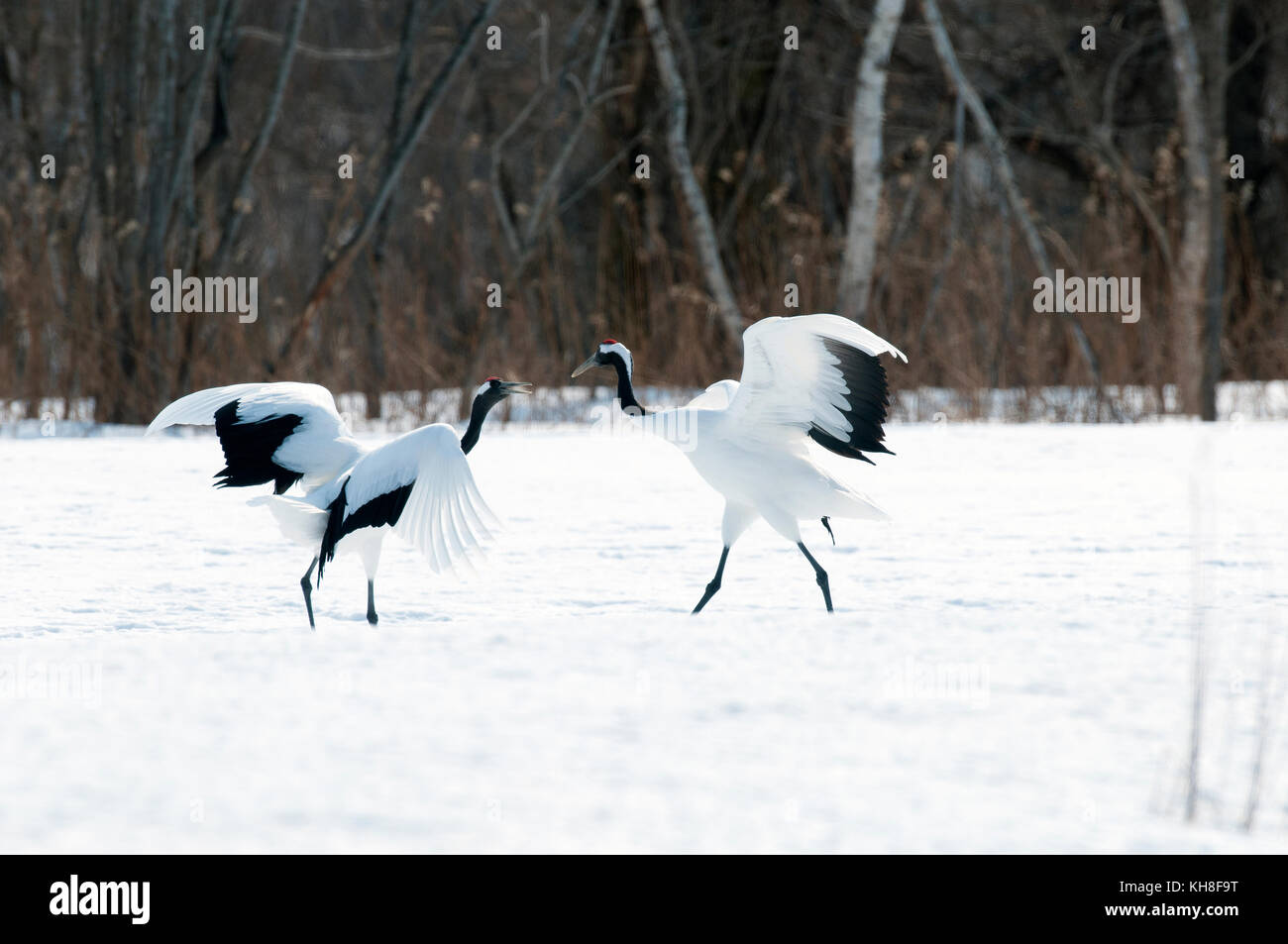 Japanese crane, Red-crowned crane, couple dancing in love season (Grus japonensis), Japan *** Local Caption ***  wildlife,wild bird,winter,snow,parade Stock Photo