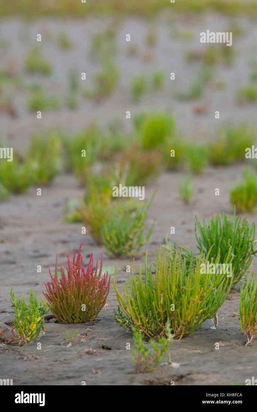samphire growing in sand at the island Texel, The Netherlands Stock Photo