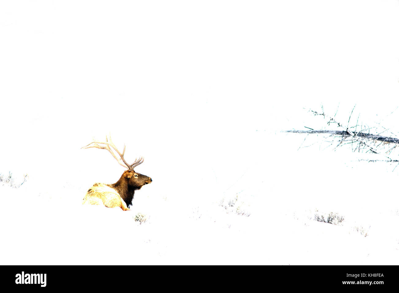 Elk, Wapiti (Cervus canadensis), Bull, Yellowstone, USA *** Local Caption ***  snow,winter,mammal,cervus canadensis,deer,male,wildlife,simplicity  , o Stock Photo