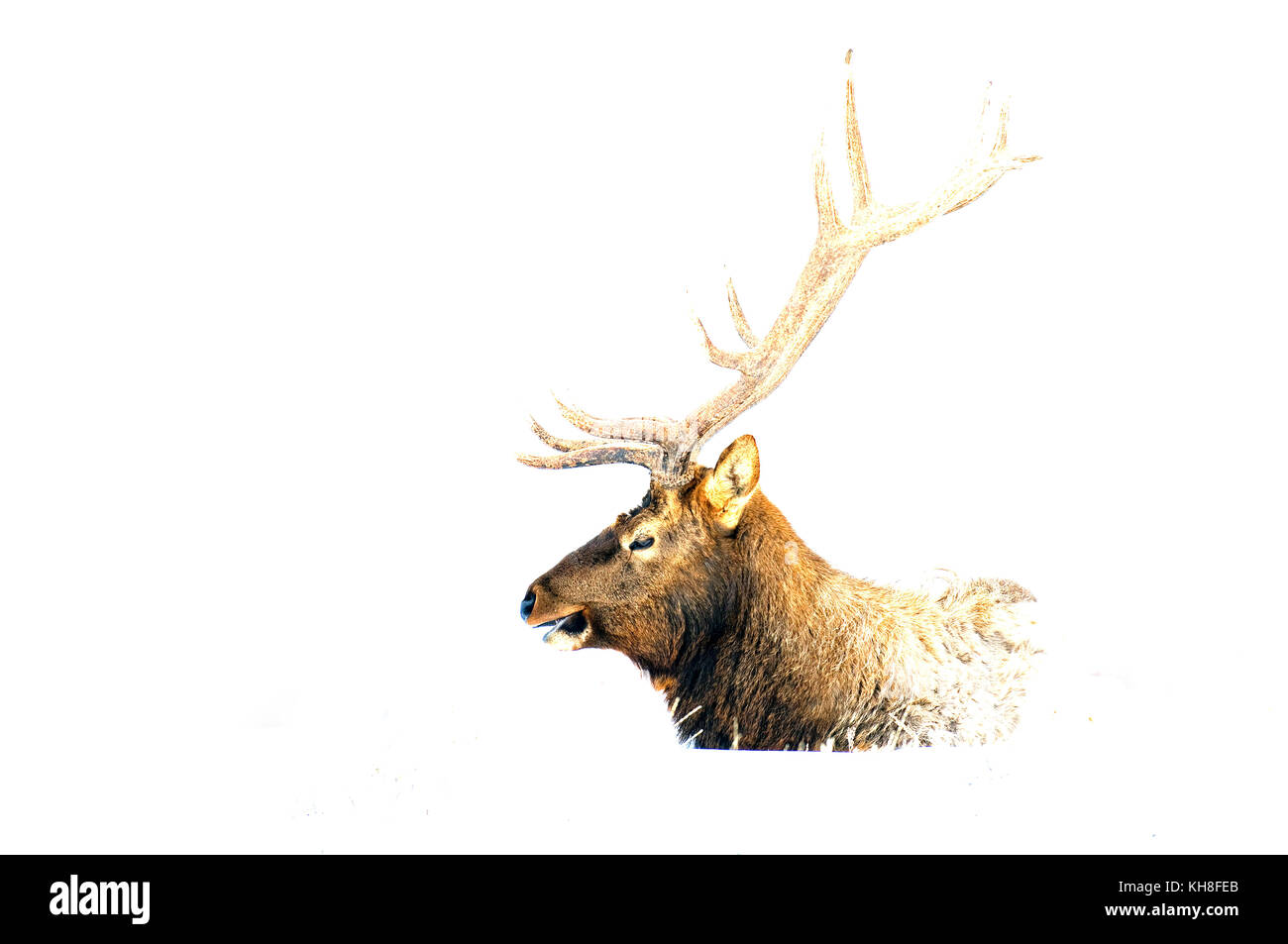 Elk, Wapiti (Cervus canadensis), Bull, Yellowstone, USA  *** Local Caption ***  snow,winter,mammal,cervus canadensis,deer,male,portrait,head,wildlife, Stock Photo