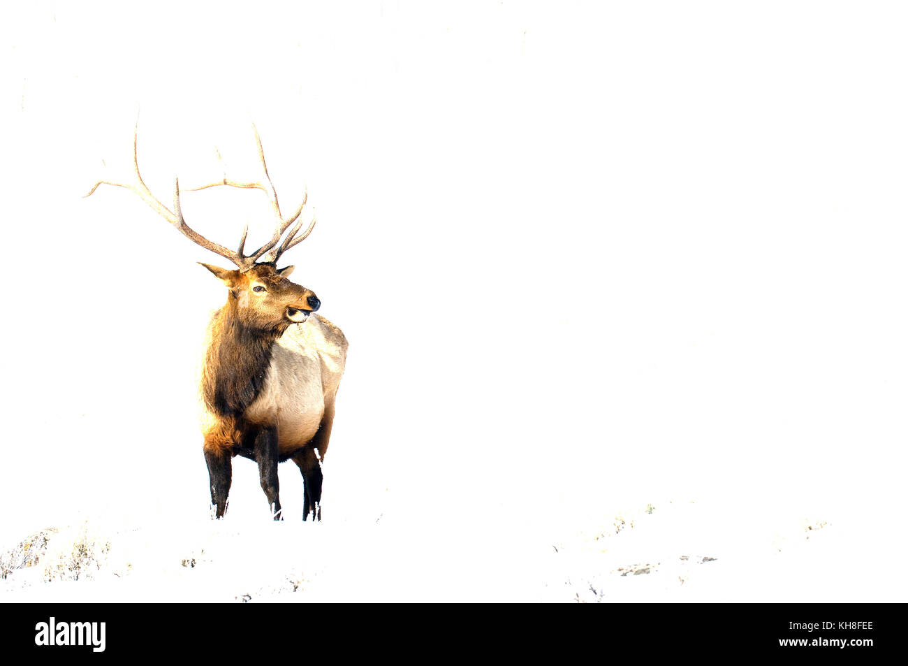 Elk, Wapiti (Cervus canadensis), Bull, Yellowstone, USA  *** Local Caption ***  snow,winter,mammal,cervus canadensis,deer,male,wildlife,simplicity  ,  Stock Photo