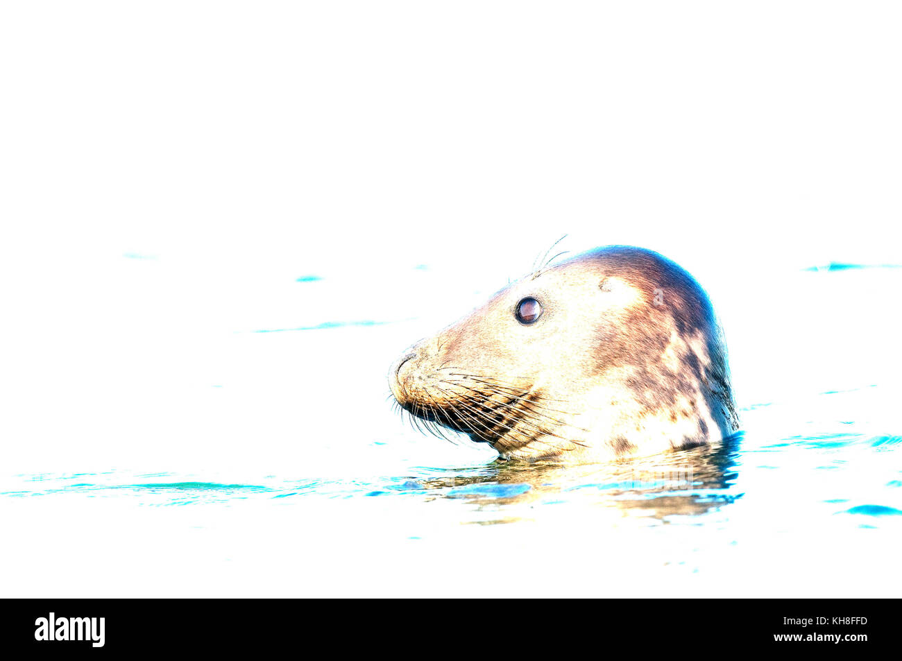 Grey seal (Halichoerus grypus) - Netherlands //   *** Local Caption ***  mammal,portrait,halichoerus grypus,north sea,wildlife,simplicity,heat  , over Stock Photo