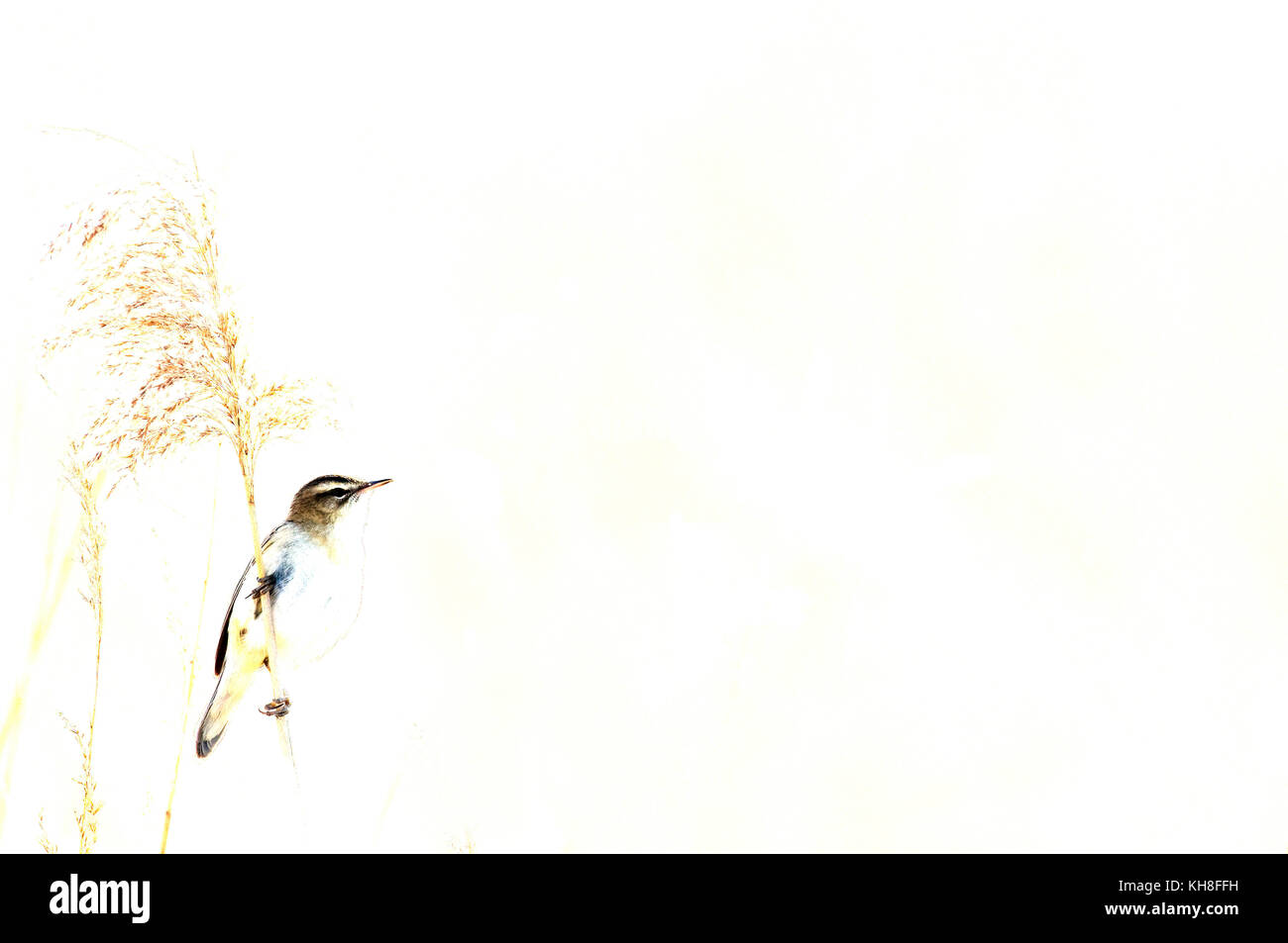 Sedge Warbler (Acrocephalus schoenobaenus) - Bay of Somme - France  *** Local Caption ***  bird,acrocephalus shoeenobaenus,wildlife,simplicity  , over Stock Photo
