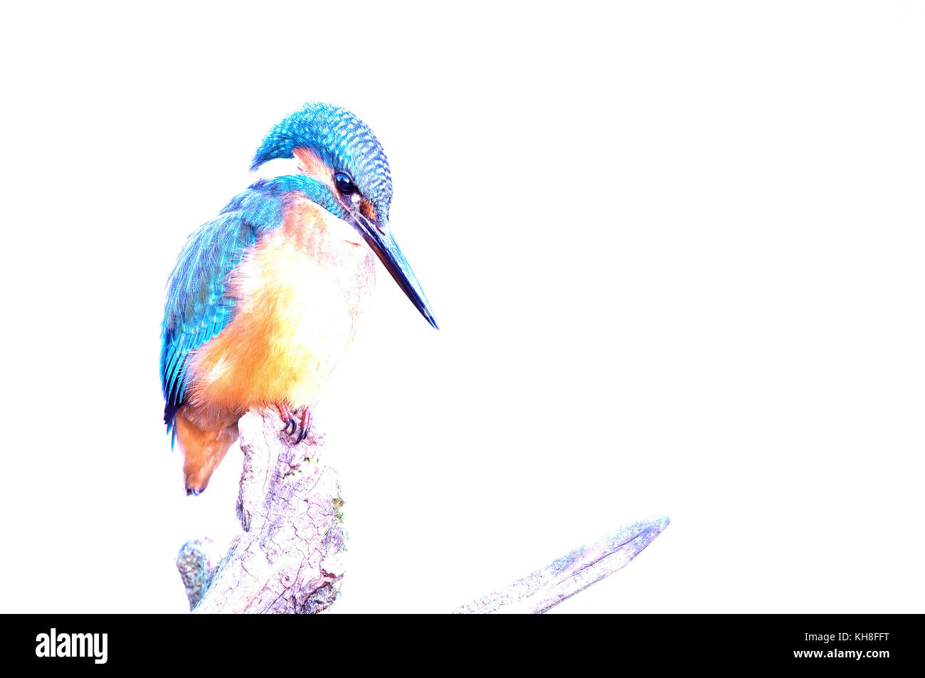 Common Kingfisher (Alcedo atthys)  *** Local Caption ***  bird,alcedo atthys,wildlife,simplicity  , overexposed, high-key Stock Photo