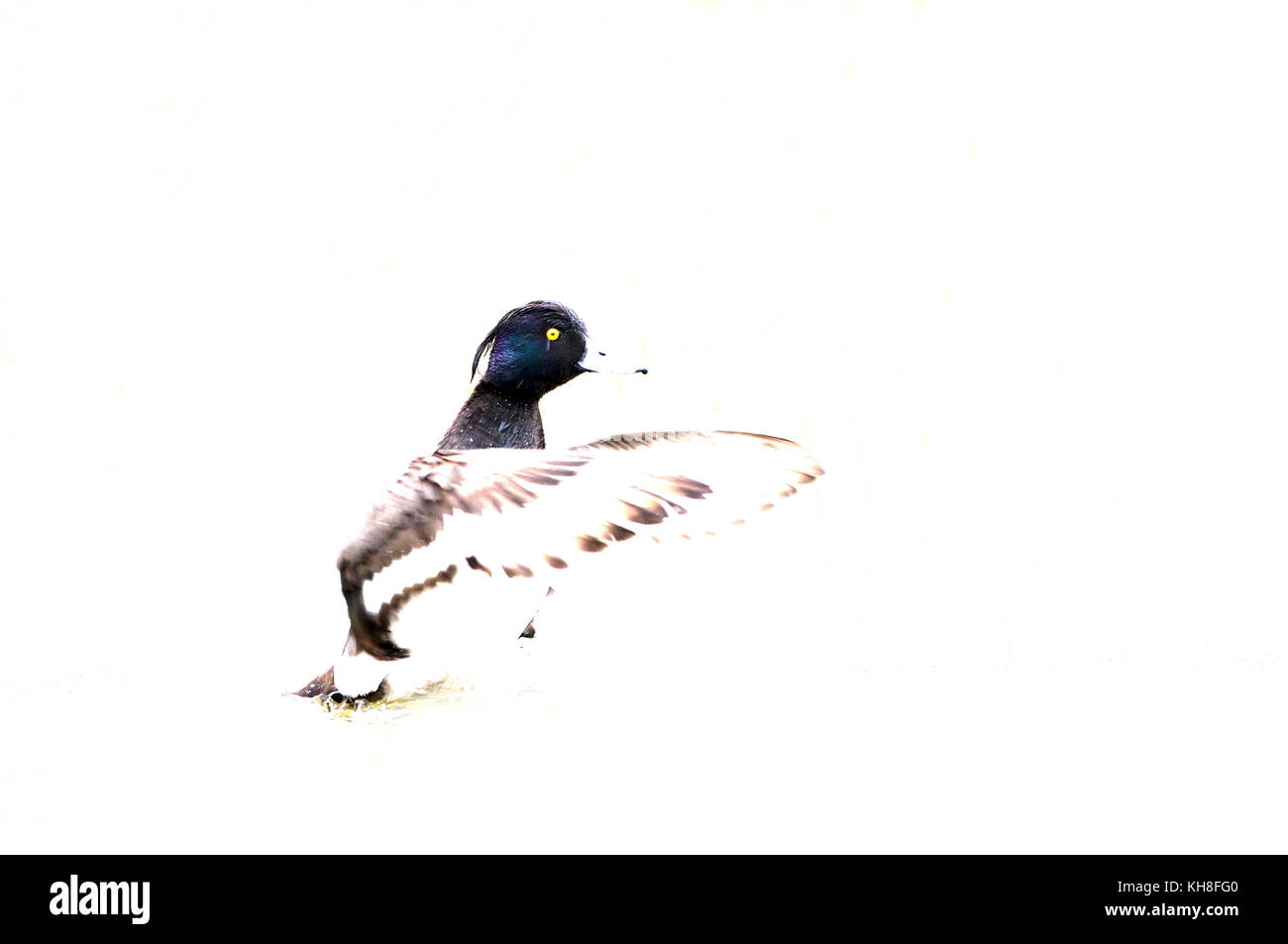 Tufted Pochard (Aythya fuligula) - male   *** Local Caption ***  bird,palmiped,duck,aythya fuligula,simplicity  , overexposed, high-key Stock Photo