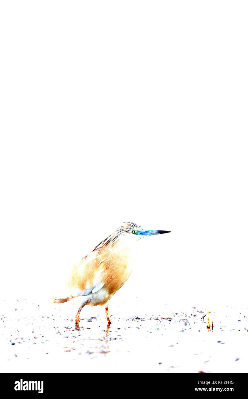 Squacco heron (Ardea ralloides)  *** Local Caption ***  vertical,bird,wader,ardea ralloides,wildlife,simplicity  , overexposed, high-key Stock Photo