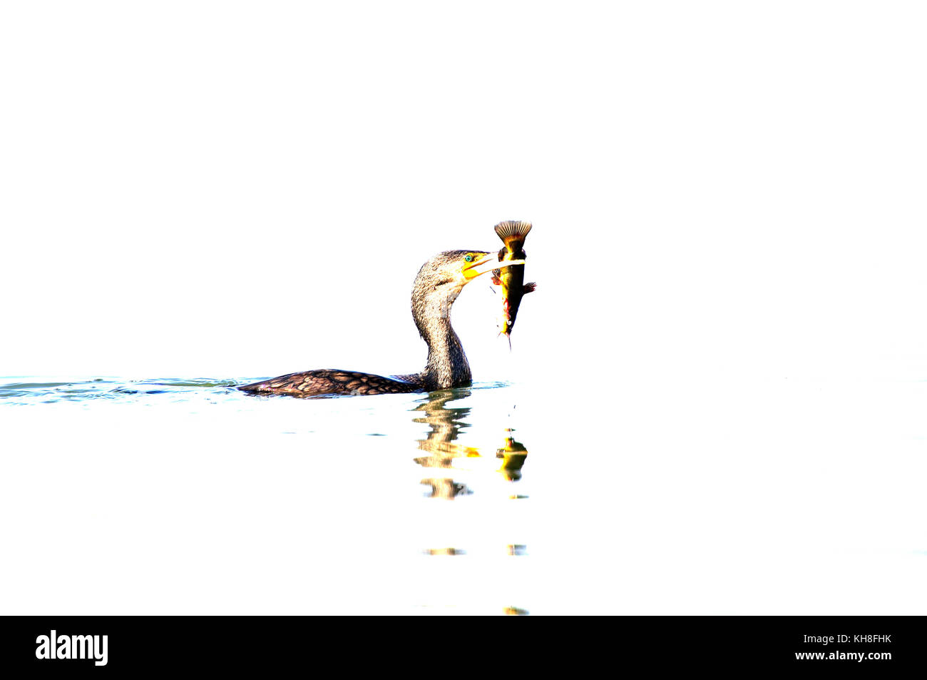 Cormorant (Phalacrocorax carbo), Fishing  *** Local Caption ***  bird,palmiped,phalacrocorax carbo,predation,fish,wildlife  , overexposed, high-key Stock Photo