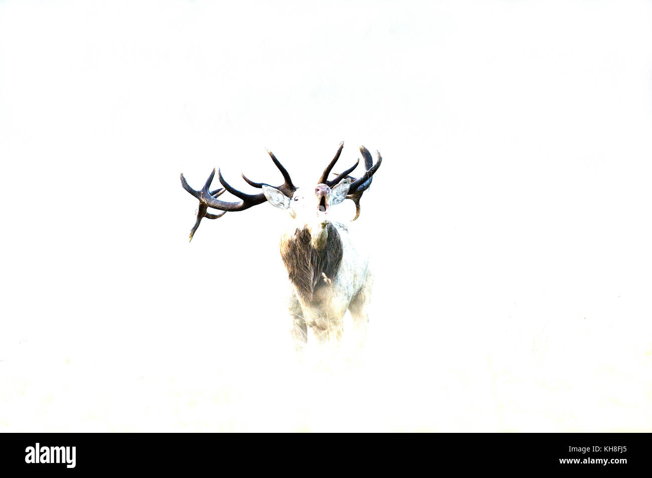 Red Deer, troating (Cervus elaphus) *** Local Caption ***  mammal,wildlife,troat,love season,cervus elaphus  , overexposed, high-key Stock Photo