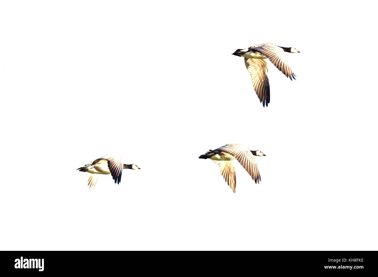 Barnacle Goose, Flying (Branta leucopsis)  *** Local Caption ***  group,bird,palmiped,branta leucopsis,flight,flying,simplicity  , overexposed, high-k Stock Photo