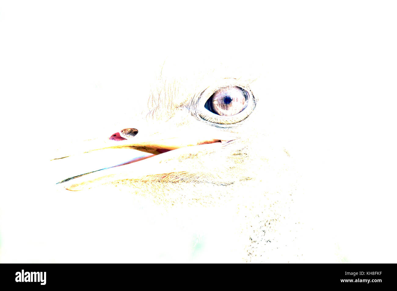 Ostrich - Portrait (Struthio camelus)  *** Local Caption ***  bird,head,struthio camelus,simplicity,eye  , overexposed, high-key Stock Photo