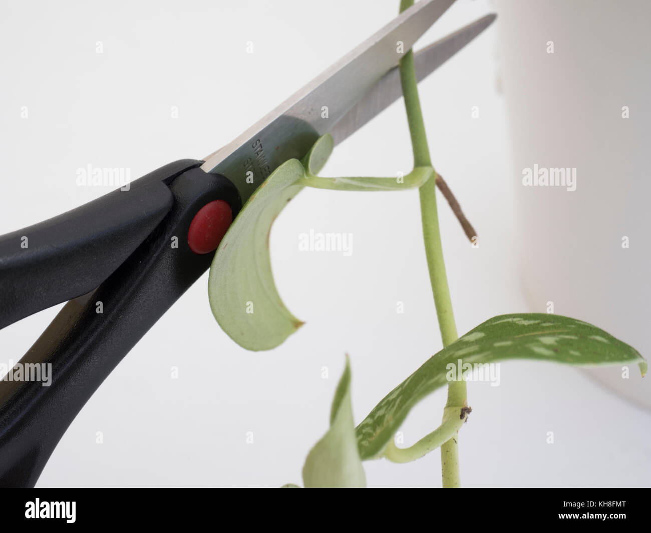 Silver vine hires stock photography and images Alamy