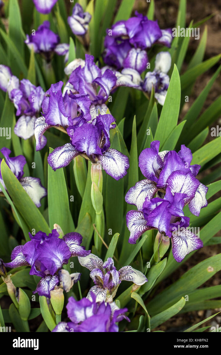 Iris Barbata Nana