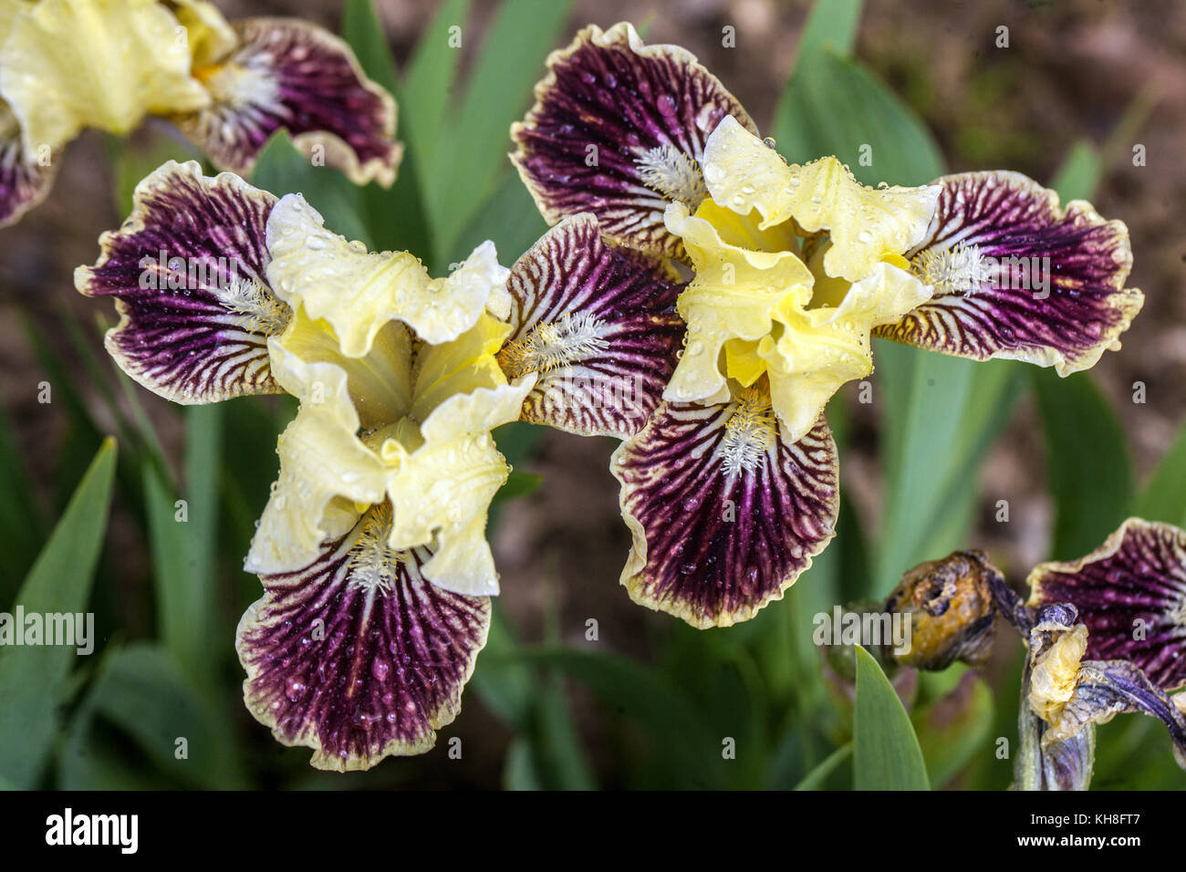 Standard Dwarf Bearded Iris barbata nana ' Sass With Class ' Stock Photo