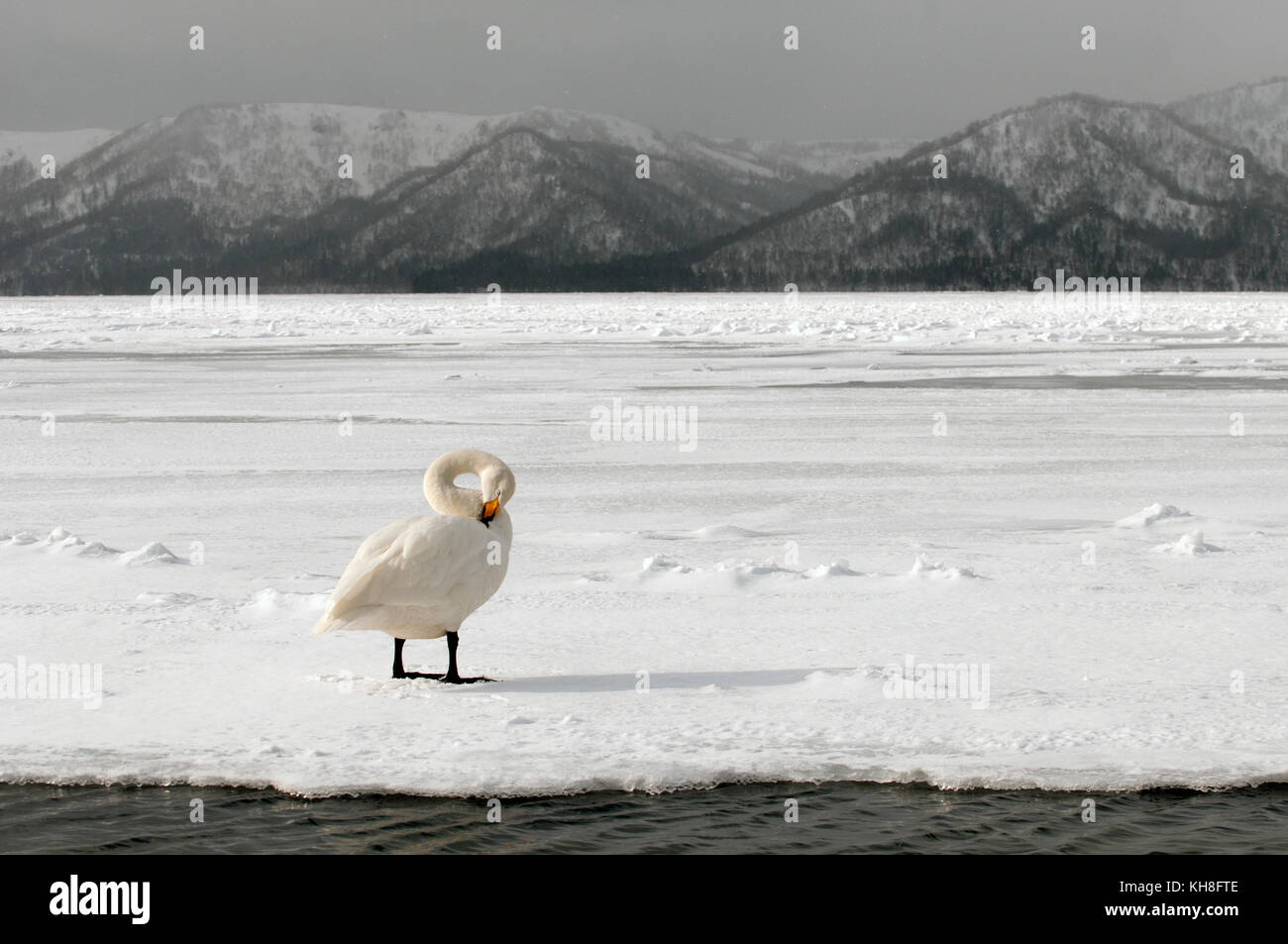 Whooper swan on the snow (Cygnus cygnus), Japan *** Local Caption ***  wild animal,wildlife,winter,cygnus cygnus,snow Stock Photo
