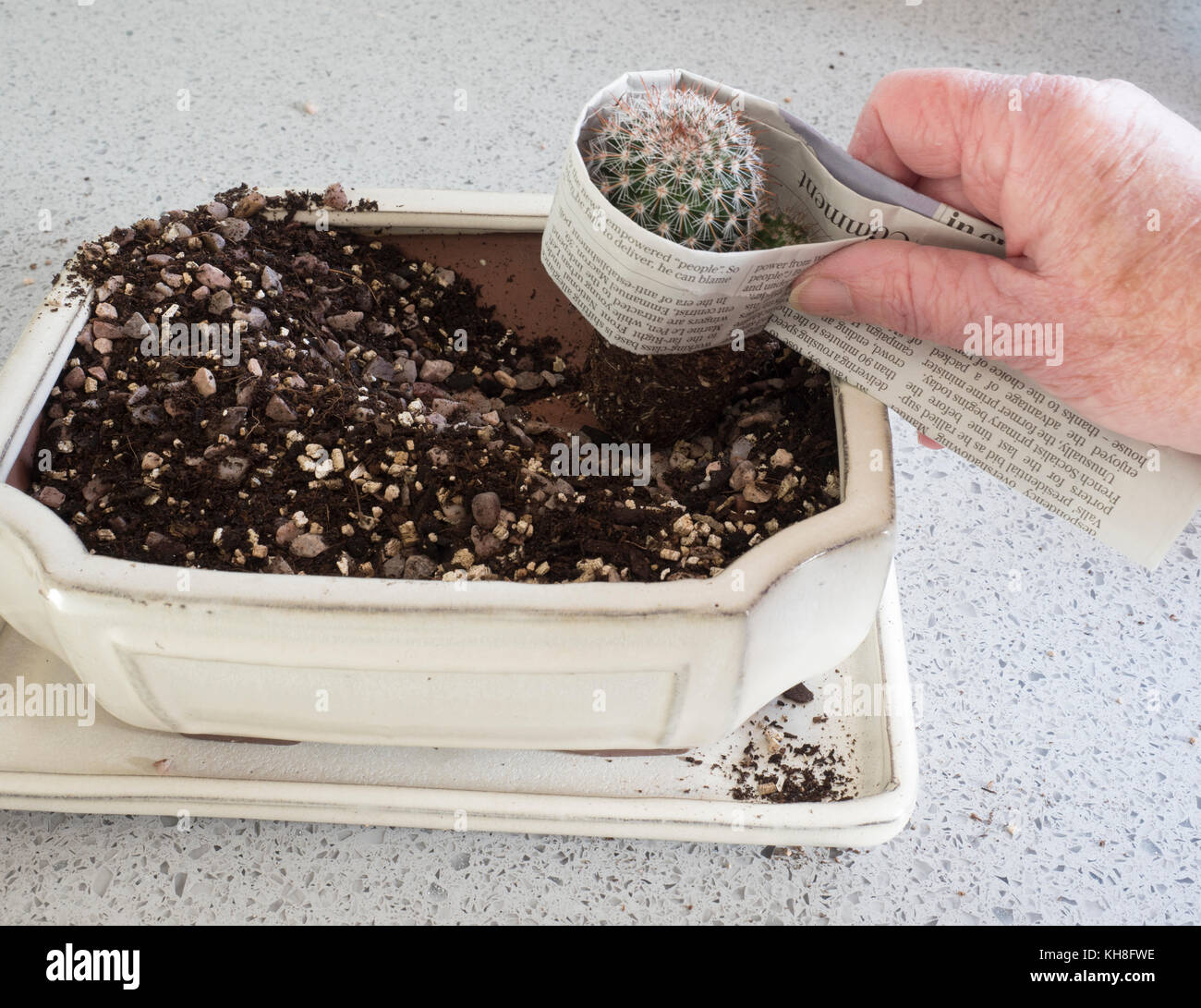 Series to Show Potting up Planter with young Cacti. Ideal childrens project. Step by step
