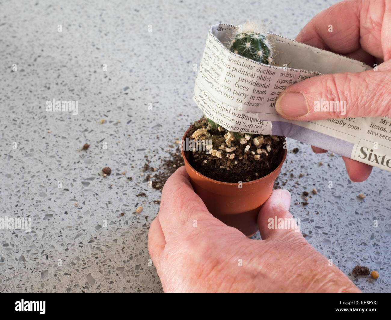 Series to Show Potting up Planter with young Cacti. Ideal childrens project. Step by step