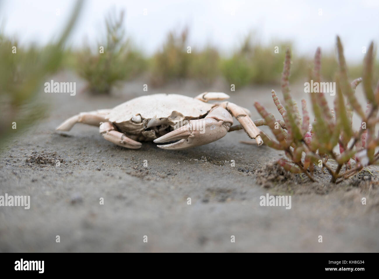 dead crab in between samphire and sand Stock Photo