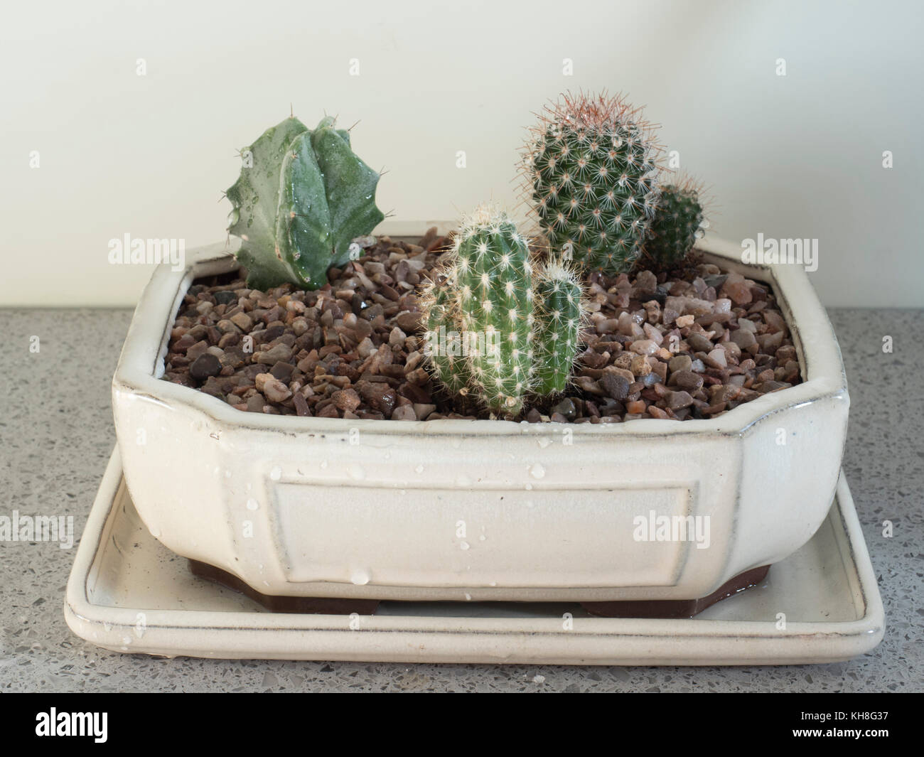 Series to Show Potting up Planter with young Cacti. Ideal childrens project. Step by step