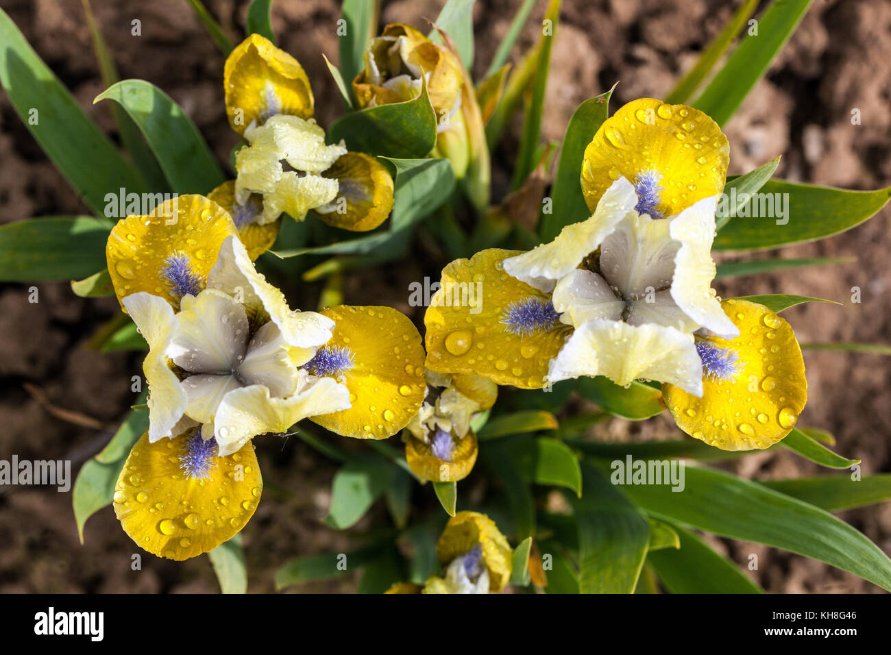 Standard Dwarf Bearded Iris barbata nana ' Knockout ' yellow falls blue beard miniature iris Stock Photo