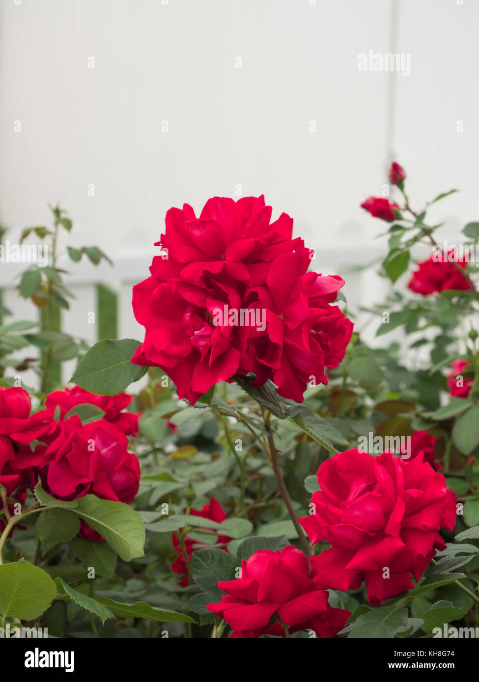 RHS Rose of the Year 2018 Rosa 'Lovestruck' Stock Photo Alamy